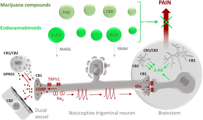 FIGURE 1