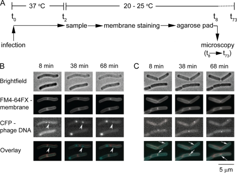 Fig. 6.