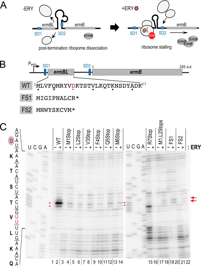 FIG 1