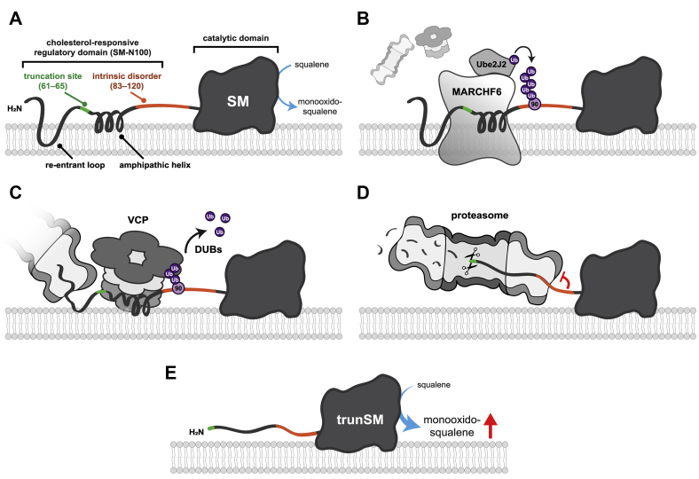 Figure 6