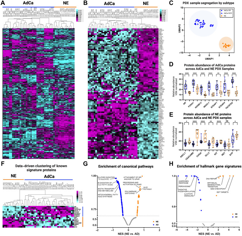 Figure 2. Proteome landscape of PDXs in prostate cancer. A, Unsupervised clustering data drive 7,738 master proteins 1% FDR. B, Unsupervised clustering of the top 50 NE and 50 AdCA proteins. C, UMAP analysis of all PDXs from the proteome. D, The relative abundance of AdCa signature proteins and E, NE signature proteins. Blue, AdCa PDX tumors; orange, NE PDX tumors. F, Data-driven supervised hierarchical clustering of NE and AdCa signature proteins. G, Pathway analysis of NE and AdCa highlighting four of the top pathways on each group. H, Hallmarks in cancer analysis of NE and AdCa highlighting four of the top pathways on each group (FDR 0.25).