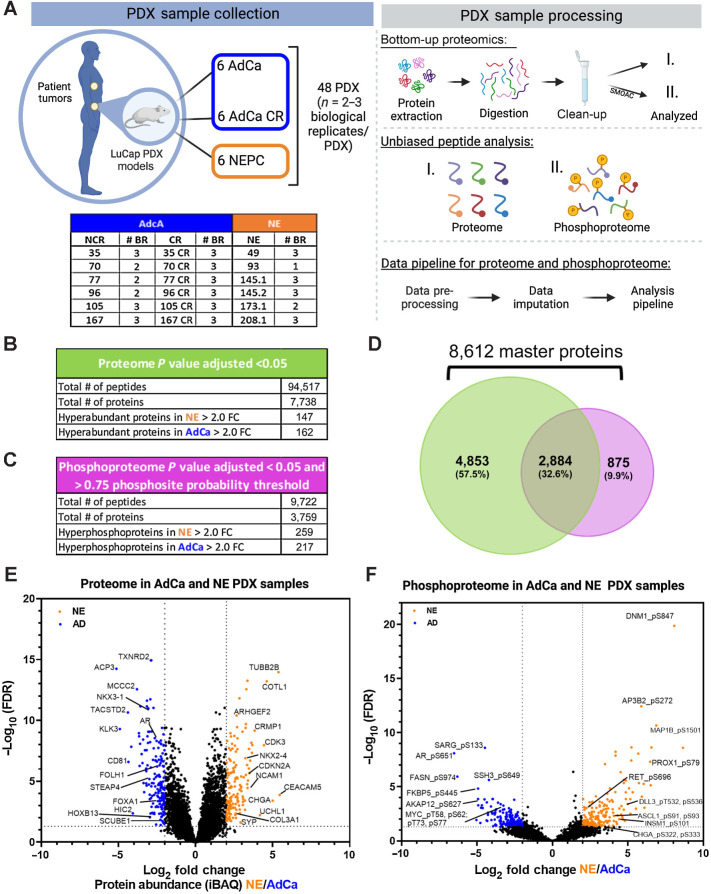 Figure 1. Proteomic and phosphoproteomic platform and characterization. A, The LuCaP series of 48 PDX tumors is depicted in the table, where 33 AdCa either castrated and noncastrated tumors are shown in dark blue and 15 NEPC tumors are shown in orange, n = 2–3 biological replicates (BR). The PDXs were processed by extracting proteins and an enzymatic digestion was performed using Trypsin and LysC. Peptides were purified by reversed-phase chromatography. The final peptide pool was run as the proteome (I) and in parallel a SMOAC assay was performed to enrich for phosphorylated serine, threonine and tyrosine which was run as the phosphoproteome (II). Finally, raw data were searched, processed, and analyzed. B, Overall proteome results using 1% FDR for protein identification and P value adjusted < 0.05 log2 fold change (FC) significance. C, Overall proteome results using 1% FDR for phosphoprotein identification and P value adjusted <0.05 log2 fold change (FC) significance and >0.75 phosphosite probability threshold. D, Venn diagram of the proteome and phosphoproteome shows the total number of 8,612 master proteins identified when both data sets are overlaid. E, Volcano plot of the proteome depicting the intensity-based average quantification (iBAQ) enriched in NE and AdCa. F, Volcano plot of the phosphoprotein enriched in NE vs. AdCa. Gray lines in the x-axis and y-axis are the cutoff threshold for NE 2-fold change and for AdCa 2-fold change and P value adjusted to (−log10 FDR), respectively in E–F.