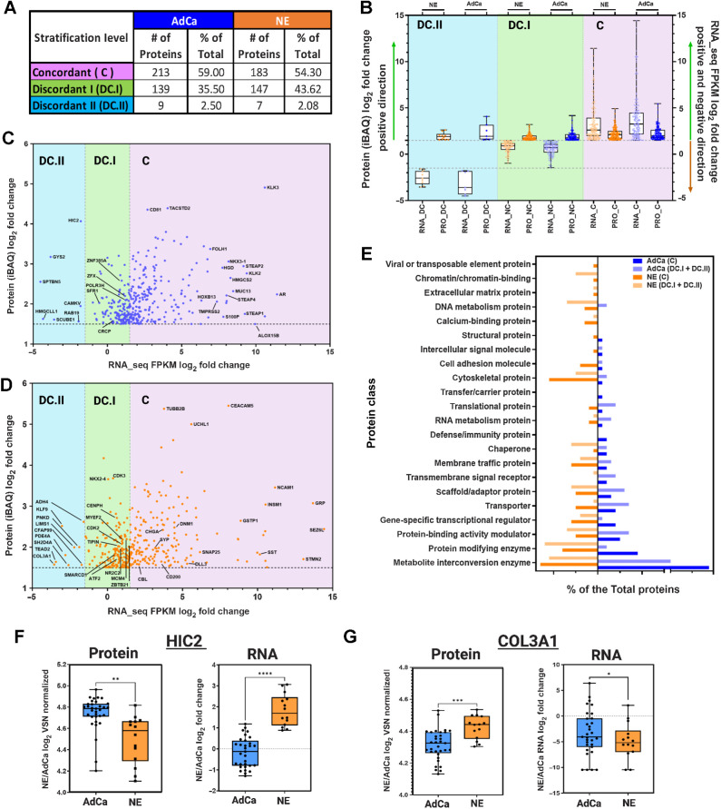 Figure 4. Proteomic and transcriptomic data integration reveals dissonance of targetable proteins. A, The table shows the three main stratification levels of protein and mRNA expression agreements, concordant (C); discordant I (DC.I); discordant II (DC.II) and the total number of hyper-abundant proteins in AdCa (n = 361) and in NE (n = 337) including percent distribution of total, respectively. B, Protein and mRNA log2 fold change evaluating only the hyper-abundant protein in NE (337 proteins) and AdCa (361 proteins) and simultaneously evaluating the direction of the mRNA expression of those proteins that are stratified as concordant (C; mRNA and protein are upregulated and hyper-abundant), discordant I (DC.I; mRNA is not altered significantly and protein is hyper-abundant) and discordant II (DC.II; mRNA is significantly downregulated whereas the protein is hyper-abundant). C–D, AdCa and NE hyper-abundant proteins iBAQ (VSN normalized and ROTS P value adjusted <0.05 significances) mRNA FPKM (ROTS normalized and P value adjusted <0.05) log2 fold change highlighting proteins of interest. E, GO protein class analysis of the NE and AdCa concordant and non-concordant plus discordant proteins. Box plots of protein log2 fold change VSN normalized and mRNA log2 fold change of n = 33 AdCa and n = 14 NE evaluating the overall expression in (F) HIC-2 and (G) COL3A1. Data are represented as mean ± SEM; ∗∗, P < 0.01; ∗∗∗, P < 0.001, two-tailed Welch-corrected.