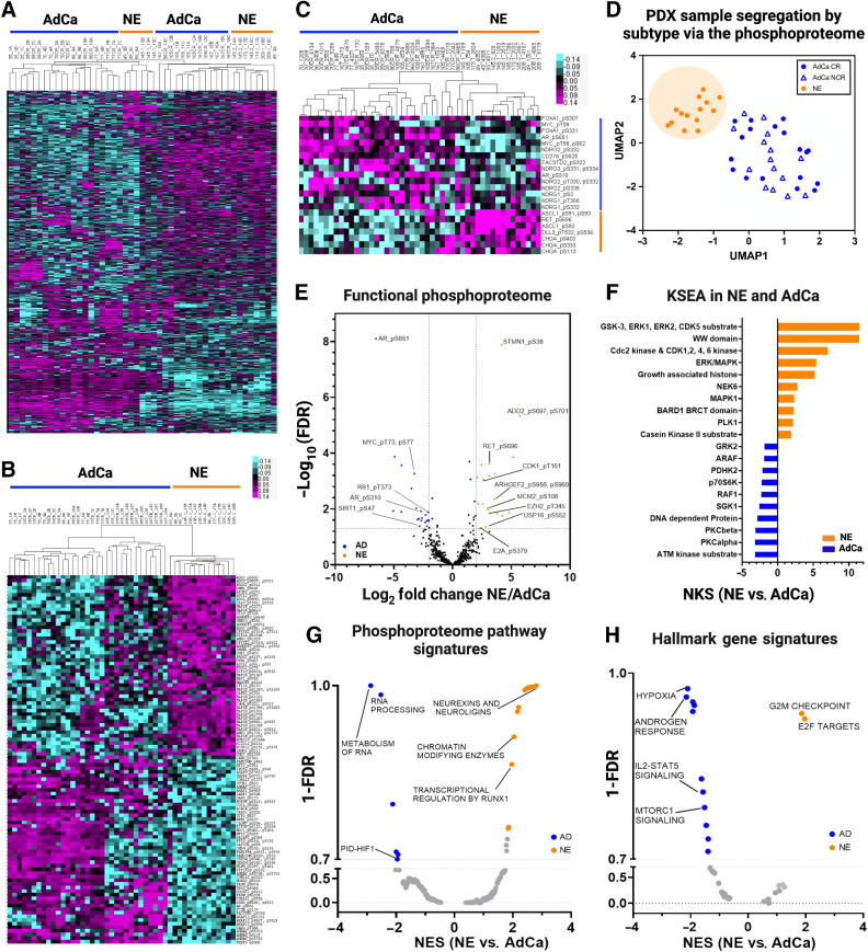 Figure 3. Phosphoproteome landscape of PDXs in prostate cancer. A, Data-driven unsupervised clustering of 9,723 phosphopeptides with 1% FDR. B, Unsupervised clustering of top 50 NE and 50 AdCA hyper-phosphorylated peptides. C, Unsupervised hierarchical clustering of AdCa and NE signature phosphoproteins. D, UMAP analysis of all phosphopeptides. E, Volcano plot of functional phosphoproteome of NE and AD hyperphosphorylated peptides. F, Kinase/substrate enrichment (KSEA) analysis identified unique and known kinases that were predicted from the phosphoproteome (top 10 hits are shown on each group). G–H, GSEA was performed to identify canonical pathways (F) and hallmarks in cancer (G) enriched in NE (orange) and AdCa (blue). NES, normalized enrichment score; orange, hyperphosphorylated in NE, and blue hyperphosphorylated in AdCa.