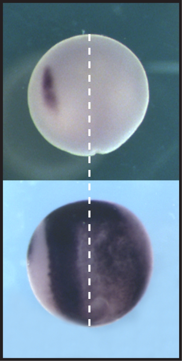 Creating sharp borders: SNW1 orchestrates the signaling required for neural plate border and neural crest formation (left). Loss of SNW1 in frog embryos inhibits both developmental events (right).