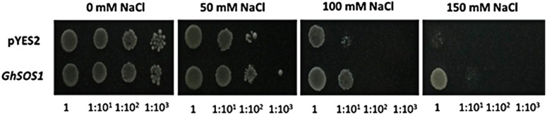 Fig 5