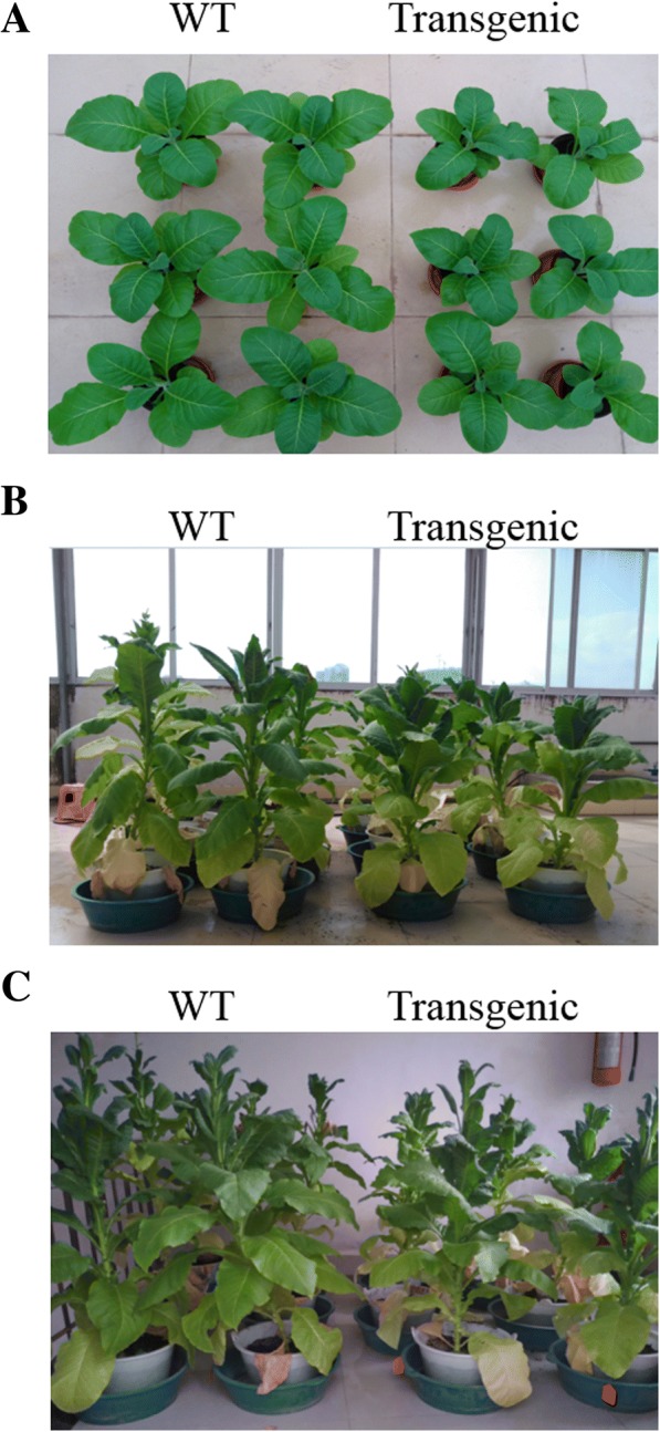 Fig. 4