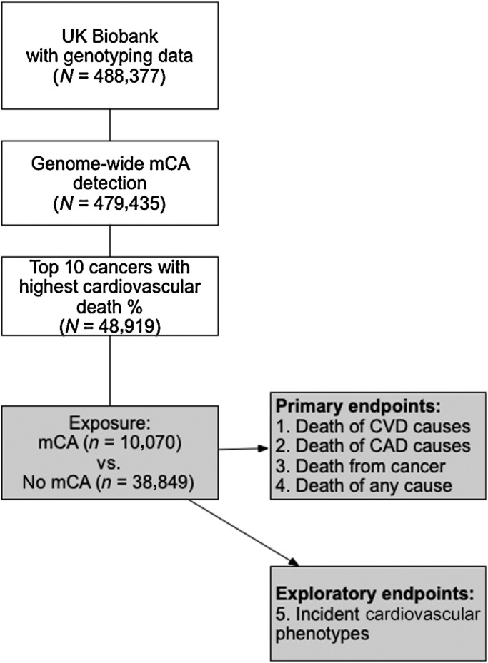 Figure 1. Visual representation of the study flow. Of participants with genotyping and genome-wide mCA detection information available within the UK Biobank, we focused on those with a cancer diagnosis. The exposure of interest (mCA) was assessed for the risks of death of CVD causes, death of CAD causes, death of cancer causes, and death of any cause. The risk of various incident CV phenotypes were considered as exploratory endpoints.