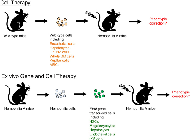 Correction of hemophilia A phenotype in mice after adoptive transfer of cells isolated from wild-type mice or FVIII gene-transduced cells isolated from hemophilia A mice. Top panel is the illustration of adoptive cell therapy, and the bottom panel is the illustration of ex vivo gene and cell therapy.