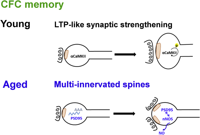 Figure 7