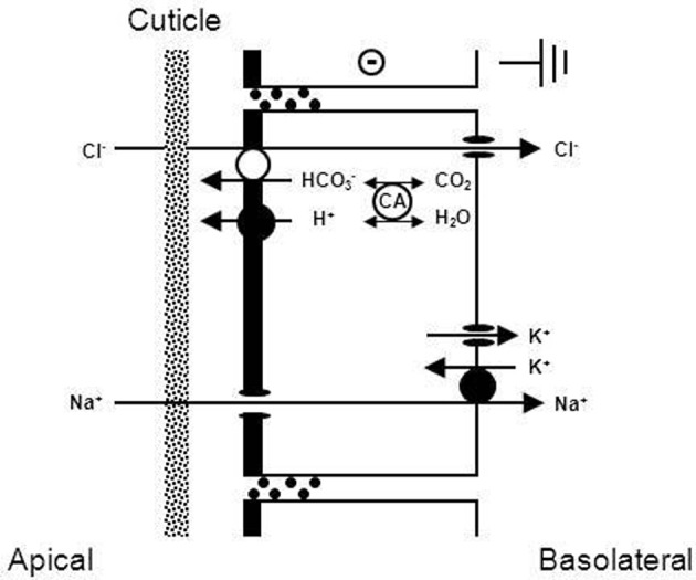 Figure 6