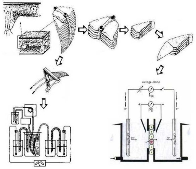 Multiple functions of the crustacean gill: osmotic/ionic regulation ...