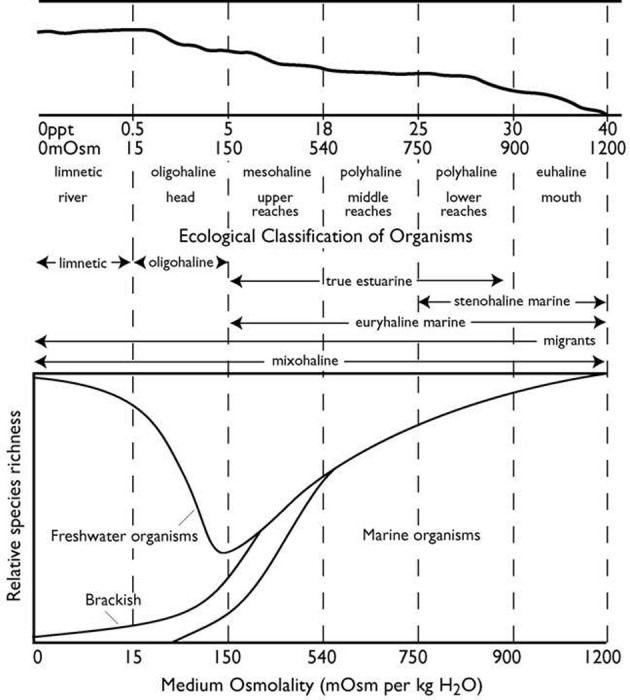 Multiple functions of the crustacean gill: osmotic/ionic regulation ...