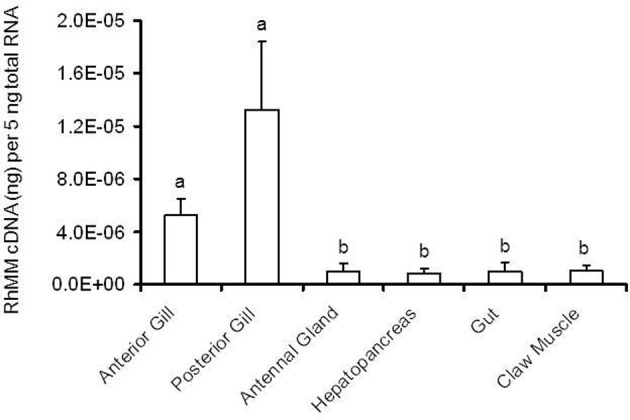 Multiple functions of the crustacean gill: osmotic/ionic regulation ...