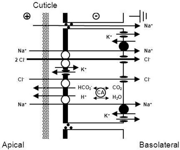 Multiple functions of the crustacean gill: osmotic/ionic regulation ...