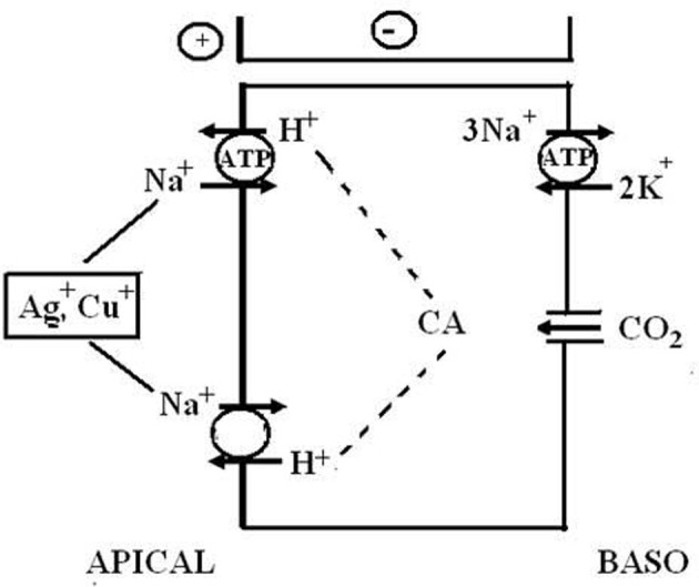 Figure 11