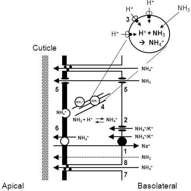 Multiple functions of the crustacean gill: osmotic/ionic regulation ...