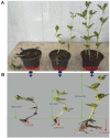 Fig. 6