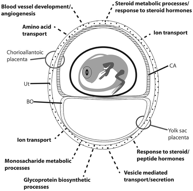 Fig. 3.—