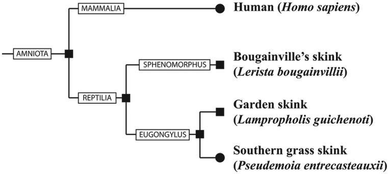 Fig. 1.—