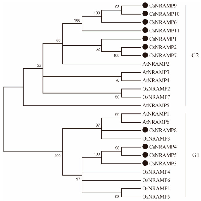 Figure 1