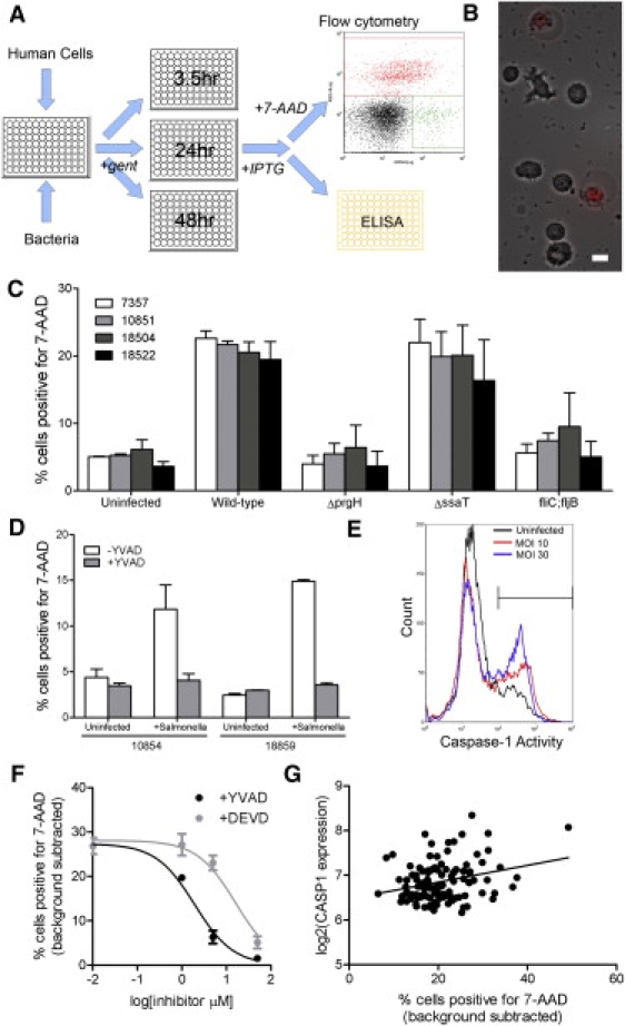 Figure 1