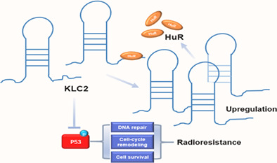 graphic file with name TCA-14-1440-g004.jpg