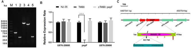 FIGURE 3