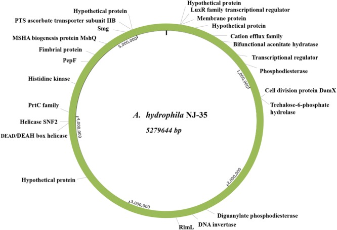 FIGURE 1