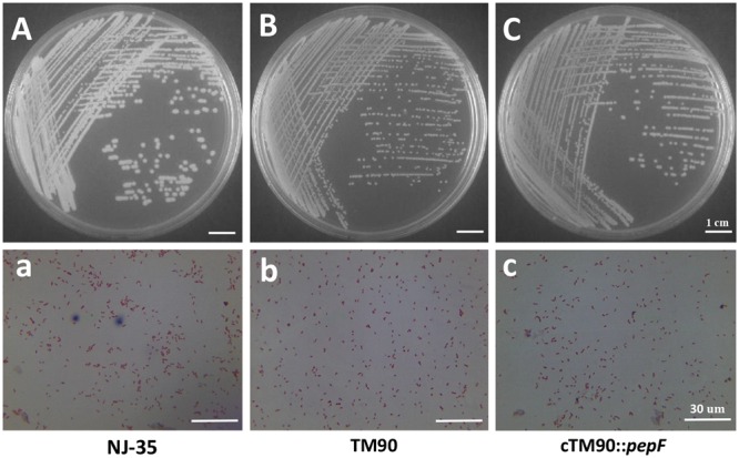 FIGURE 6