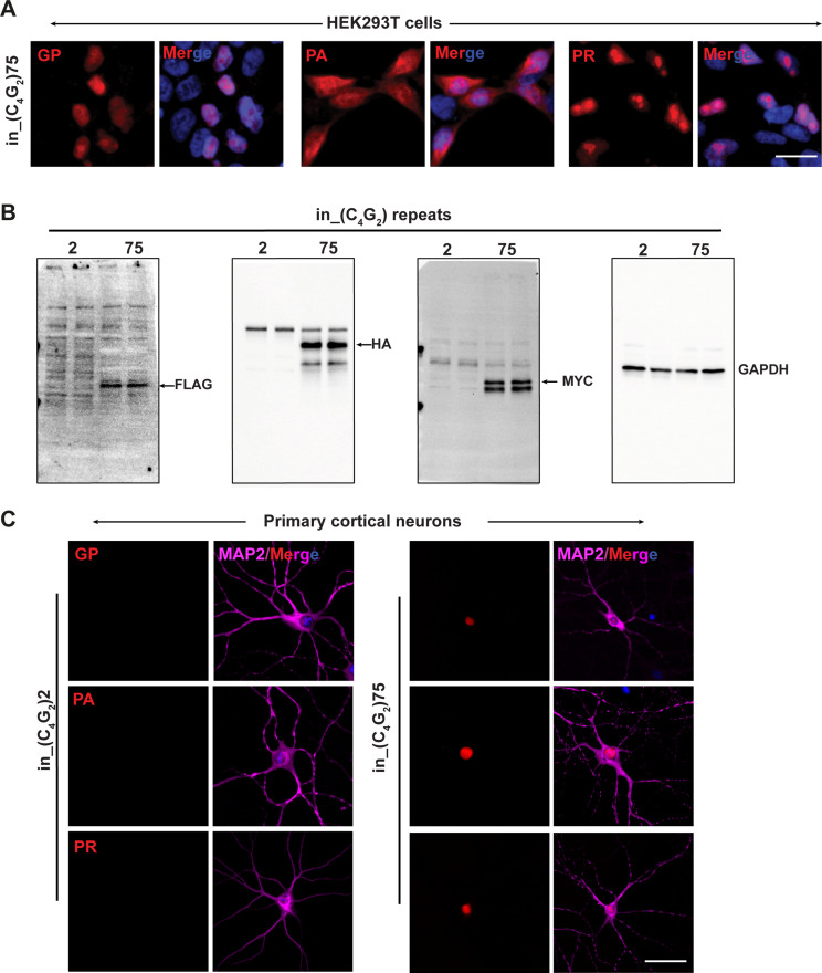 Figure 1—figure supplement 1.