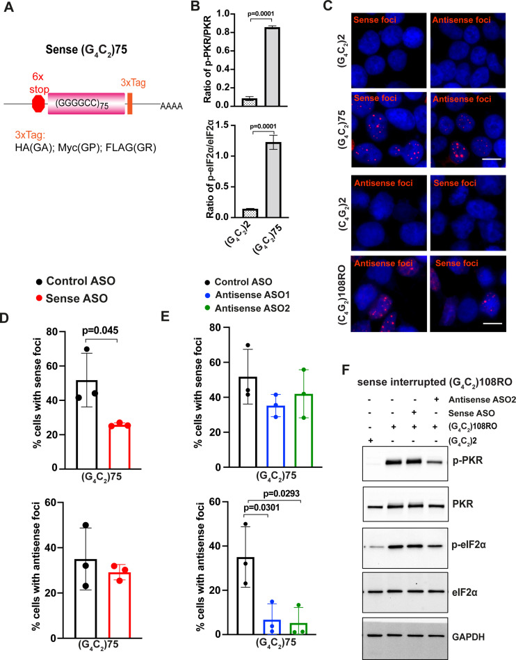 Figure 6—figure supplement 1.