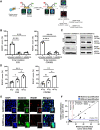 Figure 2. Validation of RAD51 immunofluorescence assay in formalin-fixed paraffin-embedded (FFPE) samples. A, RAD51 immunofluorescence assay in high-grade serous ovarian cancer (HGSOC) FFPE tumor samples. B, RAD51 scores in 2 HR-proficient HGSOC cell lines after transfection with 2 separate short-interfering RNA (siRNA) targeting RAD51 (siRAD51) or a noncoding region (siControl) and exposed to γ-irradiation. Cells were treated, fixed, embedded, and cut into 4-μm sections for evaluation. All foci were counted in 4 technical replicates with n > 100 geminin-positive cells per experiment. C, Western blot of the HGSOC cell lines after transfection with two siRNA (siRAD51–1: 121401; siRAD51–2: s531930) targeting RAD51. D, Dynamic range of RAD51 scores in 2 FFPE HR-proficient HGSOC cell lines after treatment with 0, 5, and 10 Gy of γ-irradiation. *, P < 0.05; **, P < 0.01; ***, P < 0.001; ****, P < 0.0001 by the Student two-tailed t test. E, Representative images of geminin, RAD51, and colocalization of geminin/RAD51 at ×10 with ×63 insets in a patient-derived FFPE HGSOC sample. All foci were counted in n > 100 geminin-positive cells per experiment; scale bars, 50 μm. F, Correlation in HGSOC FFPE tumor samples between RAD51 scores obtained from 2 separate samples from the same patient.