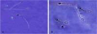 Fig. 8