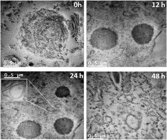 Fig. 9