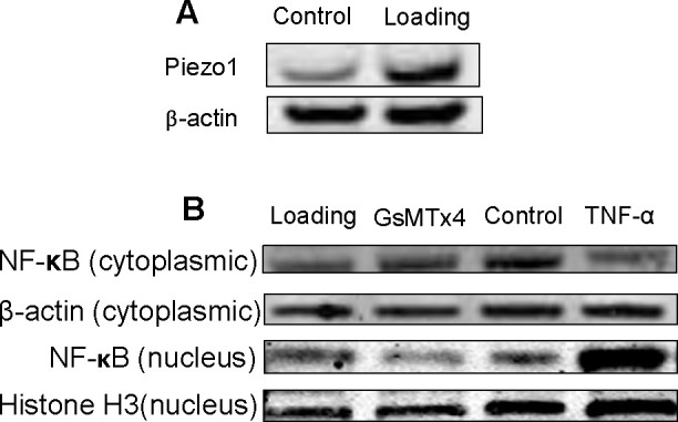 Figure 3. Western blot analysis of Piezo1 and NF-κB in hPDLCs. (A) Western blot analysis showing the effect of mechanical stress on Piezo1. (B) Western blot analysis showing the effect of GsMTx4 and TNF-α on nuclear NF-κB; Western immunoblots probed with antibodies against NF-κB from nuclear and cytosolic proteins. Histone 3 and β-actin were used as internal controls.