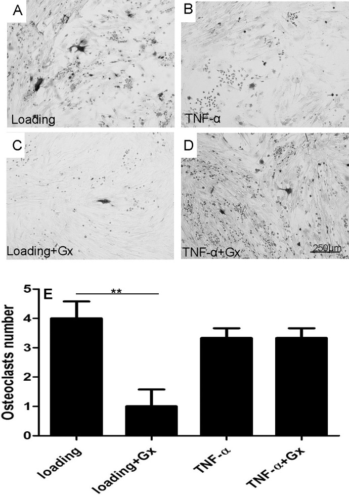 Figure 5. TRAP staining analyzes the effects of Gx on mechanical stress–induced and TNF-α–induced osteoclastogenesis in a PDL-RAW264.7 co-culture system. (A,C) Gx reduced numbers of osteoclast-like (TRAP+) cells in mechanical stress–pretreated PDL-RAW264.7 co-culture system. (B,D) Gx did not alter numbers of osteoclast-like cells in a TNF-α–pretreated PDL-RAW264.7 co-culture system. (E) Quantification of TRAP staining results. Values show as mean ± SEM. Scale bar  =  250 µm. * P  =  .05; ** P  =  .01; *** P  =  .001; **** P  =  .0001.