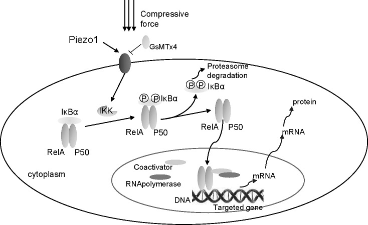 Figure 6. Mechanical stress activates NF-κB signaling via Piezo1-dependent pathway.