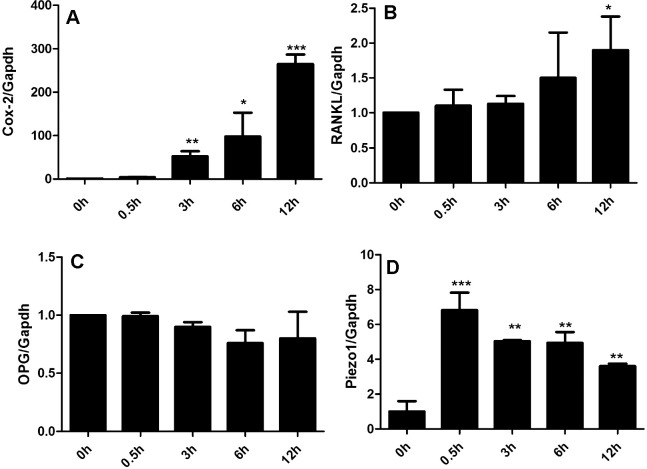 Figure 1. Mechanical stress is associated with increased osteoclastogenesis and Piezo1 activation in hPDLCs. (A) Cox-2 mRNA expression significantly increased after 3 hours of loading. (B) RANKL mRNA significantly increased after 12 hours of loading. (C) OPG mRNA expression did not change after mechanical stress. (D) Piezo1 mRNA expression significantly increased after 0.5 hours of loading and over the tested 12 hours. Values show as mean ± SEM. n  =  3. * P  =  .05; ** P  =  .01; *** P  =  .001; **** P  =  .0001.