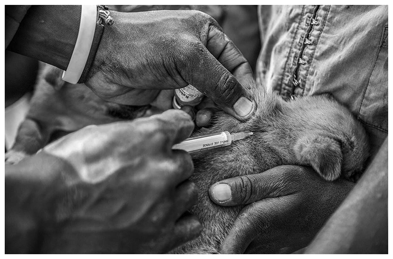 Canine rabies vaccination campaigns achieve community engagement to improve disease control and surveillance in Siaya County, Kenya.