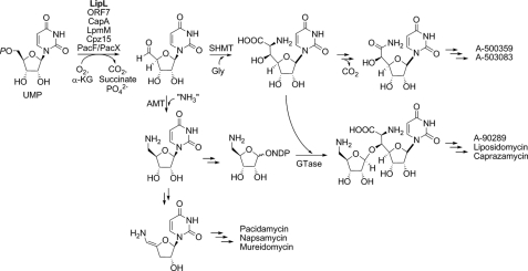 FIGURE 4.