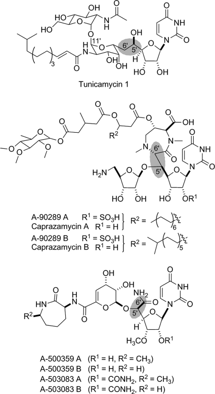 FIGURE 1.