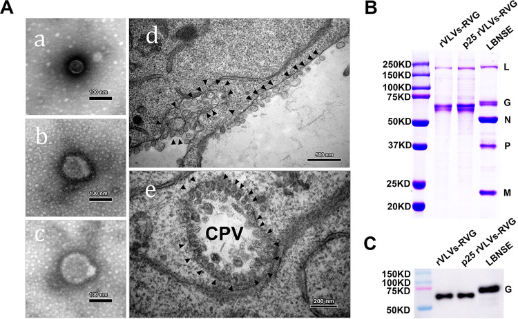 FIG 4