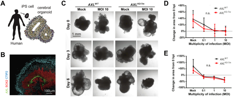 Fig. 10