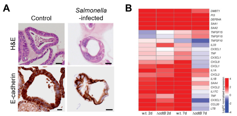 Fig. 8