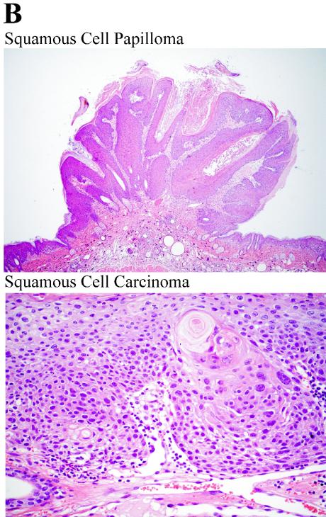 FIG. 8.