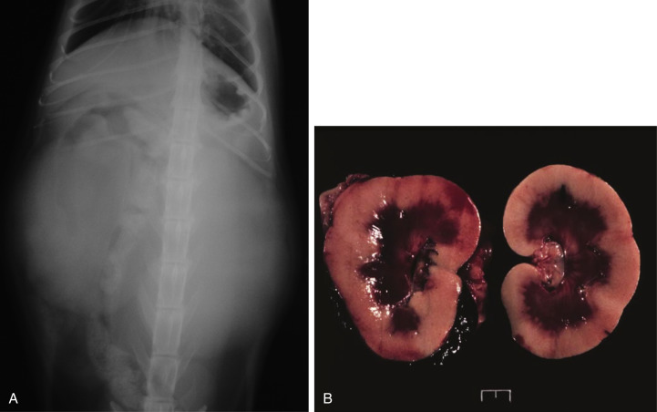 Fig. 33.17