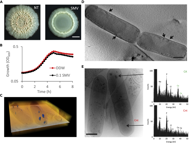 Figure 3