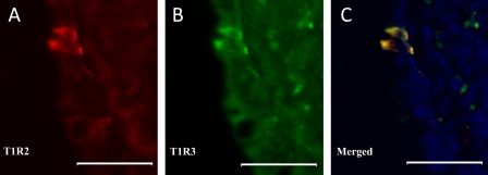 Fig. 9.