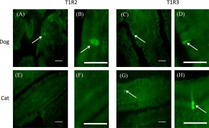 Fig. 8.